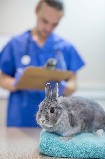 Adult male veterinarian doing a checkup on a rabbit