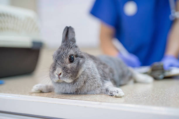 istock Domestic bunny laying on the veterinarian checkup table 629413494