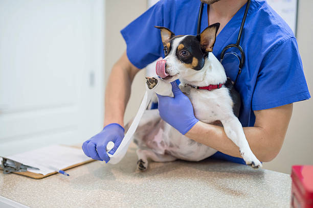 istock Male vet holding small dog while he wraps a paw 629413502