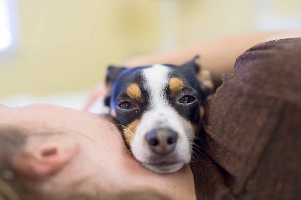 istock Cute dog sleeping on owners neck looking sleepy 629413518