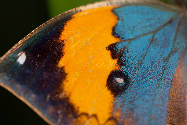 istock Macro of a butterfly wing 629414010