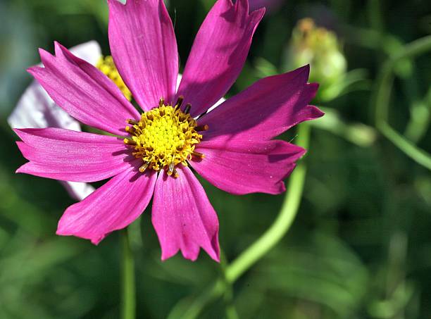 istock kosmeya or cosmos pink flower 629418762