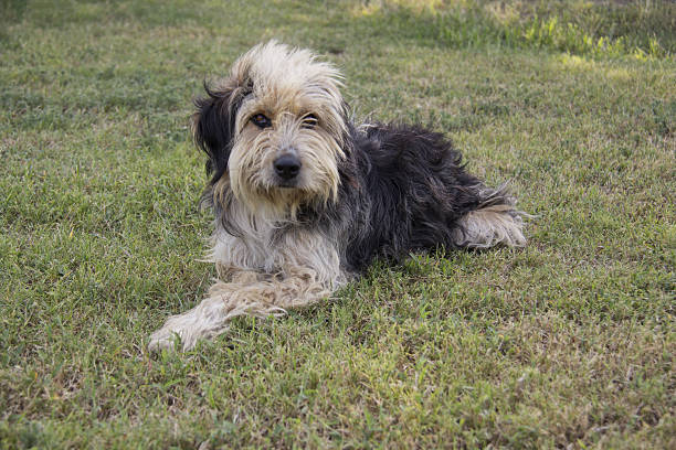 istock Homelessness, Dog, Portrait, Togetherness, Comfortable 629419188