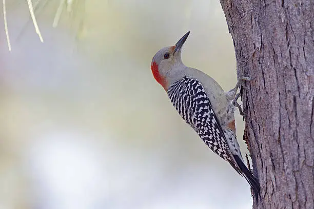 Red-bellied woodpecker (Melanerpes carolinus) is foraging for insects.