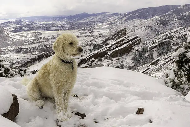 Teig on a mesa in the deep snow with Redrocks in background outside Morrison Colorado.
