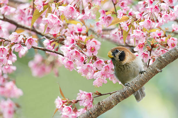 istock Beautiful parrot bird perching on cherry blossom 629420634