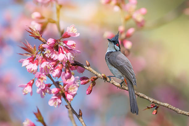 istock Red-whiskered bulbul (Pycnonotus jocosus) resting on sakura flower 629421218