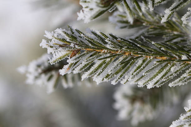 istock Branch of a Christmas tree with hoarfrost 629421786