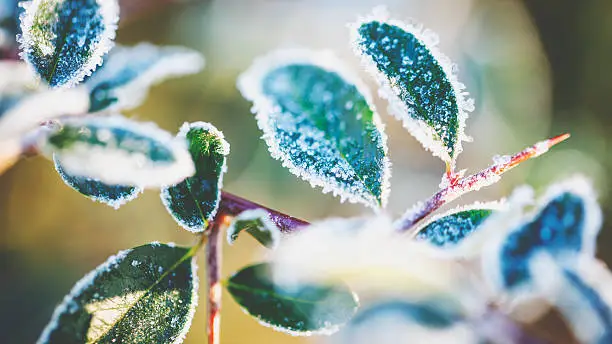 Photo of Frozen plants in winter