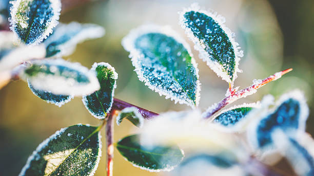 plantas no inverno congelado - congelação imagens e fotografias de stock
