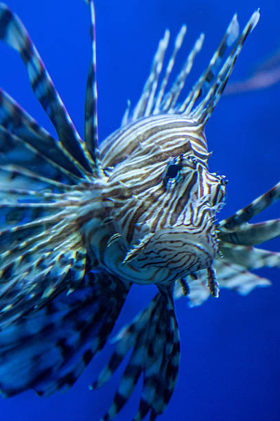istock Lion fish in water 629421928