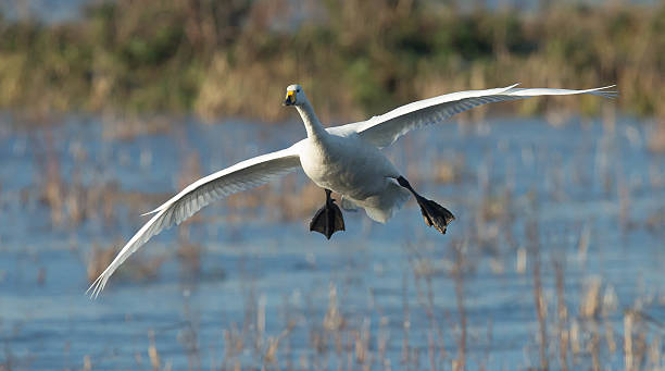 cisne-bravo - whooper swan imagens e fotografias de stock