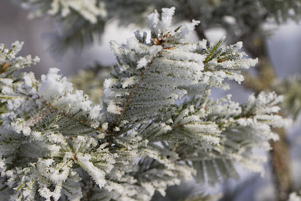 istock Branch of a Christmas tree with hoarfrost 629422868