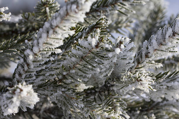 istock Branch of a Christmas tree with hoarfrost 629422870