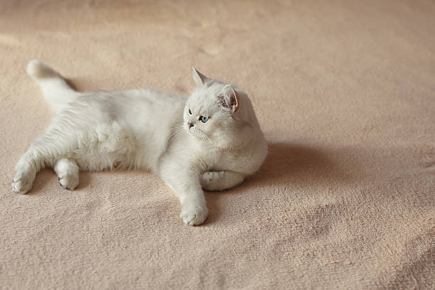 istock Fluffy domestic cat sitting in bedroom 629427662