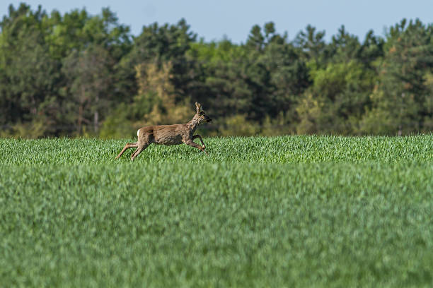 istock European roebuck in springtime on the cereal field 629428050