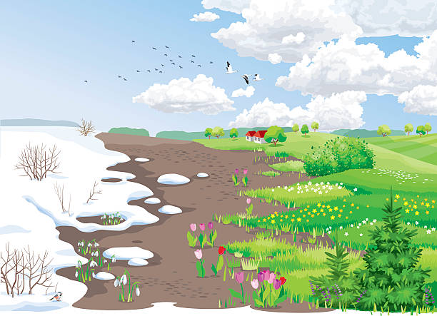 illustrations, cliparts, dessins animés et icônes de printemps paysage rural - tulip field flower cloud