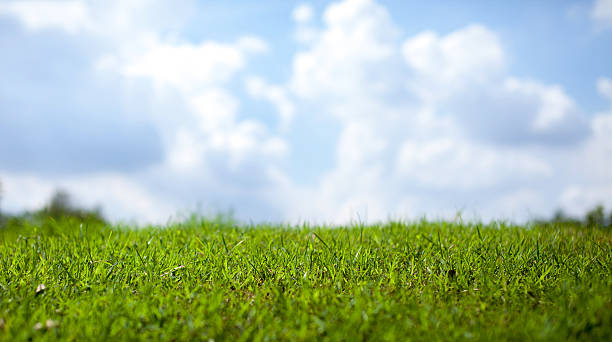 istock Green grass over sky for background - with copy space 629429754