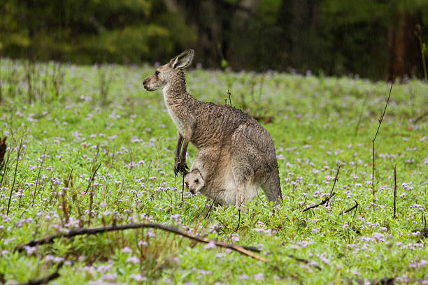 grey kangaroo et son joey sous la pluie - joey kangaroo young animal feeding photos et images de collection