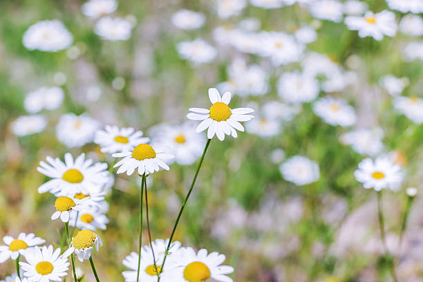 istock blooming wild white daisy flowers 629430766