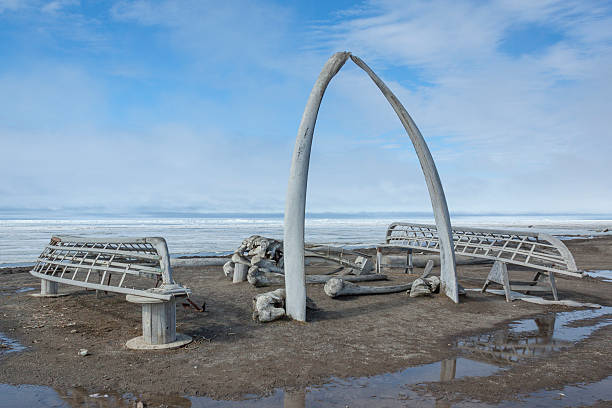 walknochenbogen in barrow, alaska - walfang stock-fotos und bilder