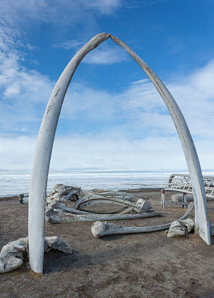 istock Whale Bone Arch in Barrow, Alaska 629431964