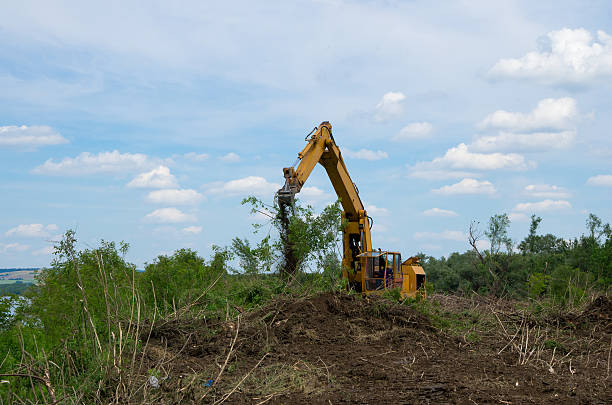 istock Destruction of forests. 629432486