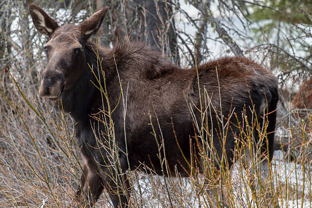 istock Moose munching willow in Yellowstone National Park, Wyoming. 629432630