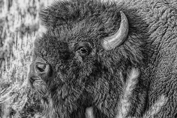 istock Bison bellowing during the rut in Yellowstone National Park, Wyo 629432924