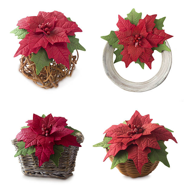 istock Set of Poinsettia 629432986
