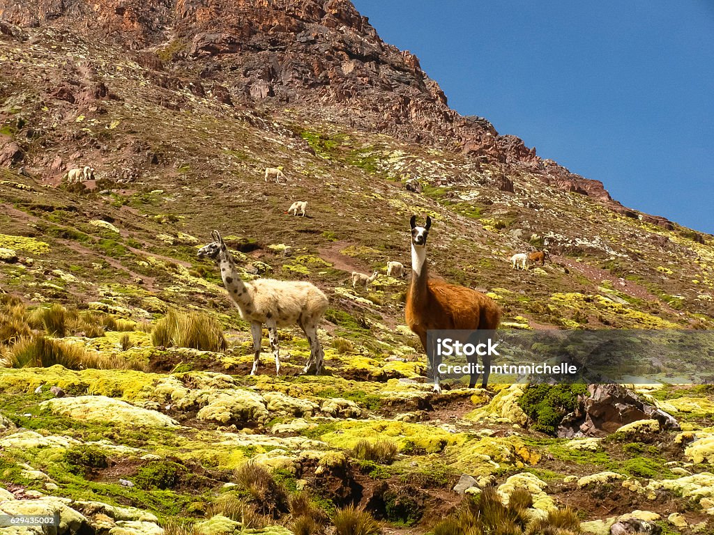 Llamas on the Ausangate Trek, Peru. Andes Stock Photo
