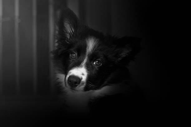 istock The caged dog puppy 629435014