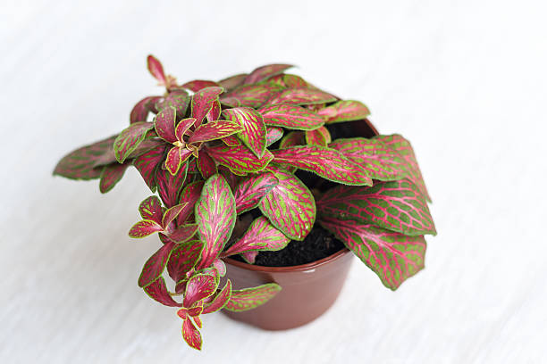 istock Fitton home flowerpot close-up top view, isolated 629435240
