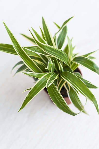 istock indoor flower Chlorophytum close-up top view isolated 629435266