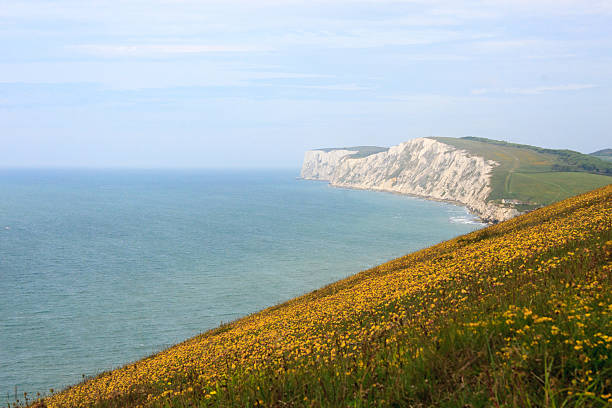 A photograph of yellow flowers on a cliff, with the sea below. Taken on the Isle of Wight, UK.