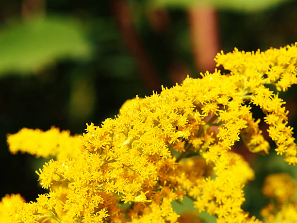 istock Solidago - goldenrod in full bloom 629440704