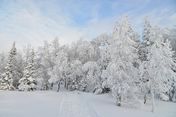 istock Mountain winter forest landscape with frozen trees covered by snow 629441156