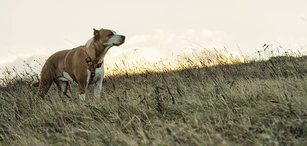 istock dog in the meadow 629441360