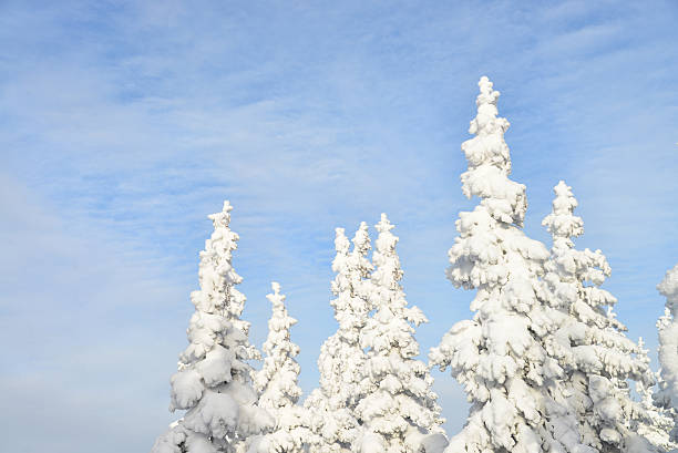 istock Fir tree tops covered by white snow with blue cloudy 629441788