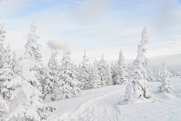 istock Beautiful winter forest with pine trees covered by snow 629442194