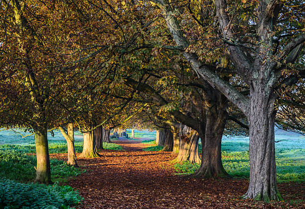 istock Colors of autumn in a forest 629442892