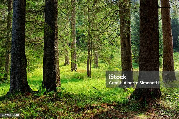 In The Woods Stock Photo - Download Image Now - Beauty In Nature, Dolomites, European Alps