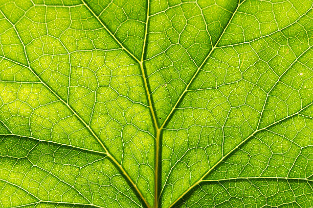 istock texture detail and pattern of a plant leaf fig veins 629445216