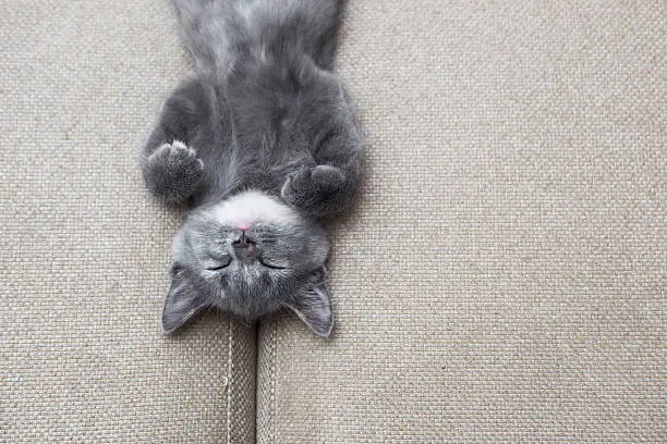 Photo of sleeping grey kitten