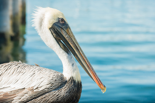 one pelican cleaning it's feathers by the blue water's edge with water background