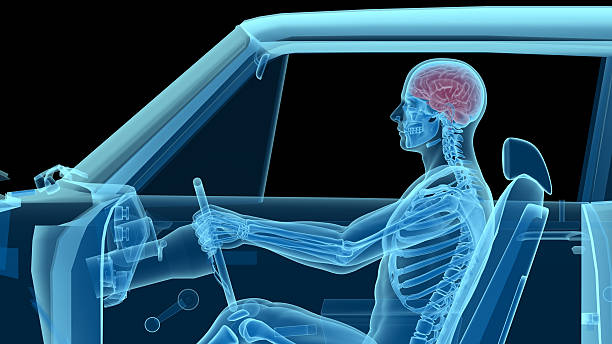 istock Human anatomy while driving a car, bones and brain 629448222