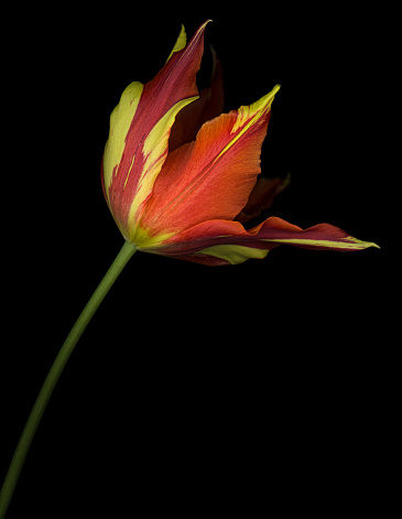 Yellow and red tulip isolated against a black background.  Background is solid black which is easily extended for copy space.