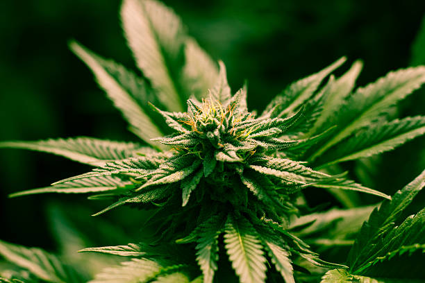 istock California Dreaming Medical Marijuana 629454686