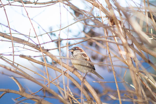 istock sparrow to the manger, great tit 629455424