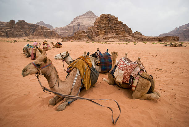 wielbłądy odpoczywające, pustynia wadi rum, jordania - jordan camel wadi rum arabia zdjęcia i obrazy z banku zdjęć